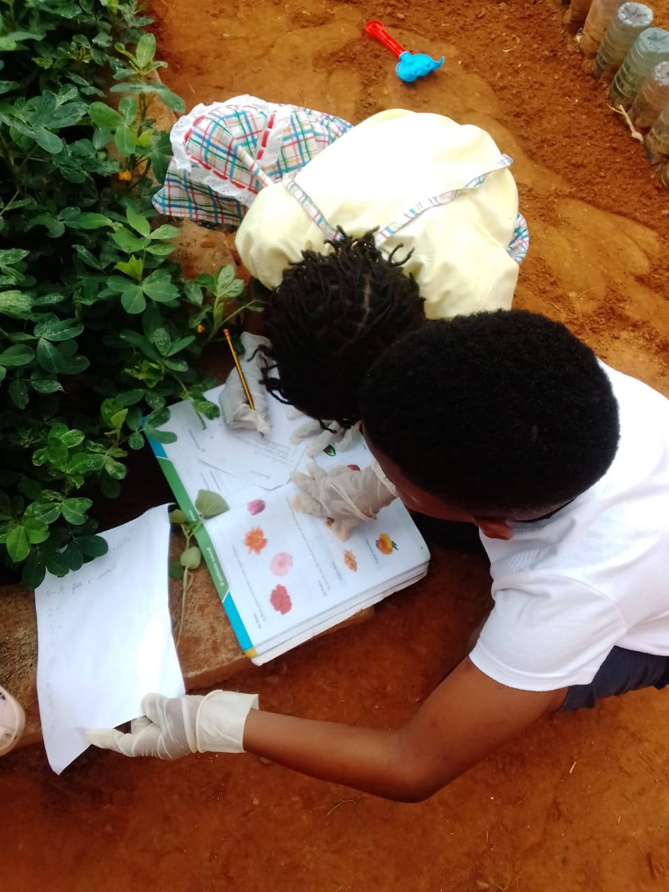 Evento – Consolidação da Aula de Estudo do Meio As Partes da Planta